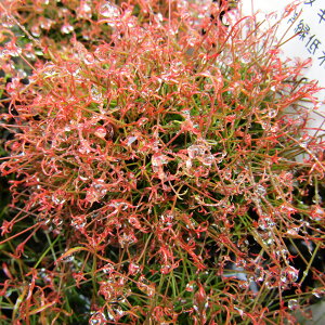 Ǖi؁ NEWI@юV ʒ߁@LVie ^}c@2D5cm|bgc