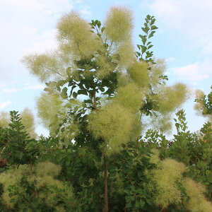 Ǖi؁ X[Nc[ PmL VgVV 3|bgc ؁i}ؕcj