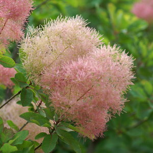 Ǖi؁ X[Nc[ PmL oCJ[ 3|bgc ؁i}ؕcj