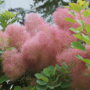 Ǖi؁ X[Nc[ PmL u[[Y 3|bgc ؁i}ؕcj