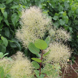 Ǖi؁ X[Nc[ PmL uVV 3|bgc ؁i}ؕcj