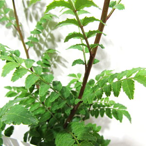 Ǖi؁NEW!ԃTVE@3|bgc