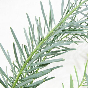 ■良品庭木苗■ネイティブプランツアカシア ブーマニー  スノーウィーリバーワトル5号ポット植え