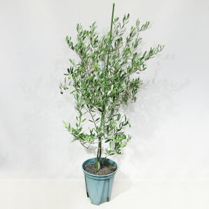 st@q̃I[u@i@ʎc@I[u@ANb]@Arecuzzo@8A@qANb]No.2r