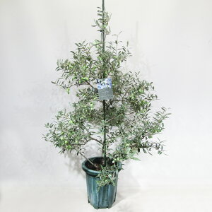 st@q̃I[uiݎtj@i@ʎc@I[u@ZgLT@St.Catherin@10A@qZgLTNo.1r