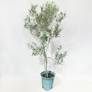 st@q̃I[u@i@ʎc@I[u@oEj@Barouni@8A@qoEjNo.1r