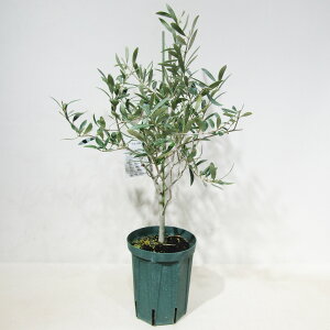 q̃I[u@ʎc@I[u@AxL[i@Arbequina@5A