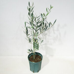 q̃I[u@ʎc@I[u@IquJ@Hojiblanca@5A