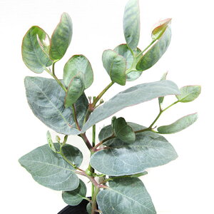 Ǖi؁[J@ANZfX10D5cm|bgc