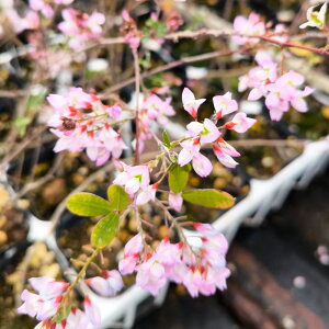 G߂̉Ԗ؁ lnMilG炫j 3D5|bgc