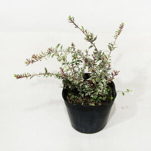 G߂̉Ԗ؁ חtMoCJ i}[gj 12cm|bgc