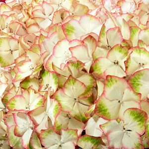 AWTC tAWTC ubN_CAh Cg}Ct@C[ 10D5cm|bgc