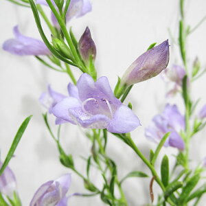 □良品花木□ネイティブ プランツ エレモフィラサマータイムブルー5号ポット苗