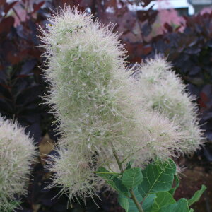 Ǖi؁ NEWIX[Nc[ PmL Xm[pt 3|bgc ؁i}ؕcj