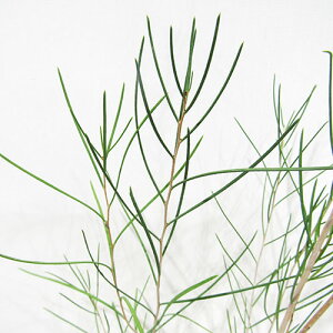 ���Ǖi��؁� �l�C�e�B�u�v�����c �������E�J �e���e�B�t�H���A�@���ԃn�j�[�}�[�g���@��12cm�|�b�g�c