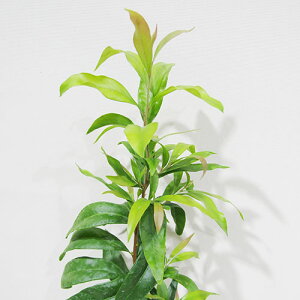 ǕiԖ؁ NEWI JXe p_X@{guV 4|bgAc