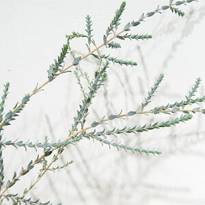 Ǖi؁ lCeBuvc EJ fv^@12cm|bgc