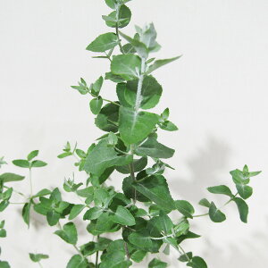 Ǖi؁ [J̕c [J Nk[^ 4|bgc