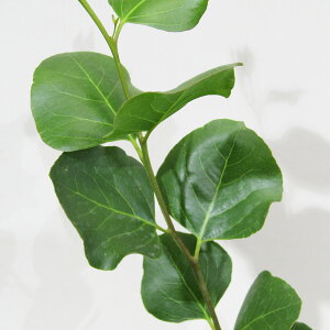 Ǖi؁ [J̕c [J AvtHA LxbWK 4|bgci݁AgtĂ܂j