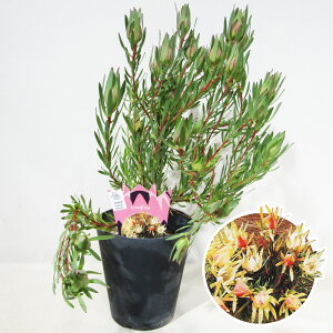 씼vc@[Jfh@t@C[O[@5A@CCdJt[vc̃lCeBuvc