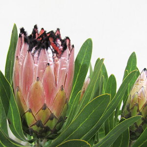 씼vc@i̔@veA@sN~N@7A CCdJt[vc̃lCeBuvc