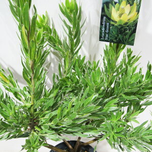 씼vc@[Jfh@X^[O[@5A@CCdJt[vc̃lCeBuvc