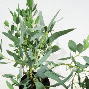 Ǖi؁ [J̕c [J Au |bgc