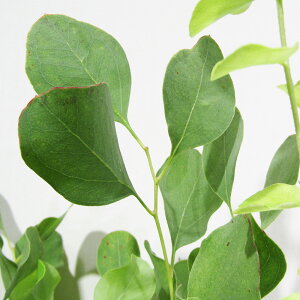 Ǖi؁ [J̕c [J R_ 5A