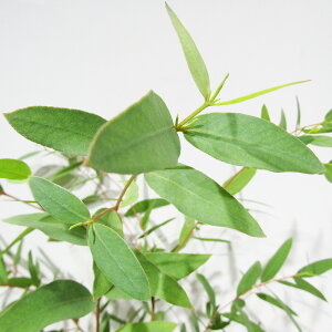 Ǖi؁ [J̕c [J egRjX 5A