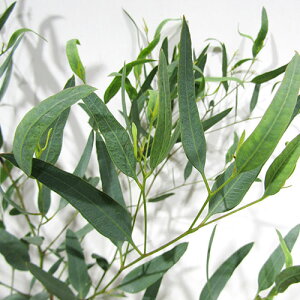 Ǖi؁ i̔[J̕c Eucalyptus pluricaulis subsp porphyrea[J p[vK NO.17Xbg