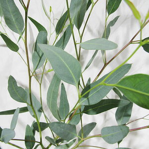 Ǖi؁ i̔[J̕c [J Eucalyptus pluricaulis subsp porphyrea p[vK NO.27Xbg