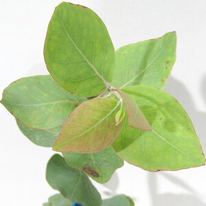 Ǖi؁@[J @mtCA9cm|bgc