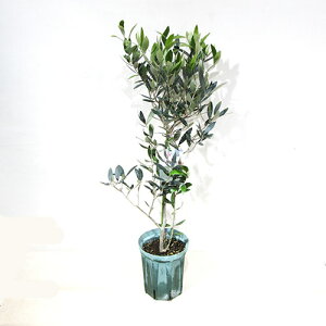 ���q������̃I���[�u�@���ʎ���c���@�I���[�u�@���V�I�[���@Rosciola�@5�����A��