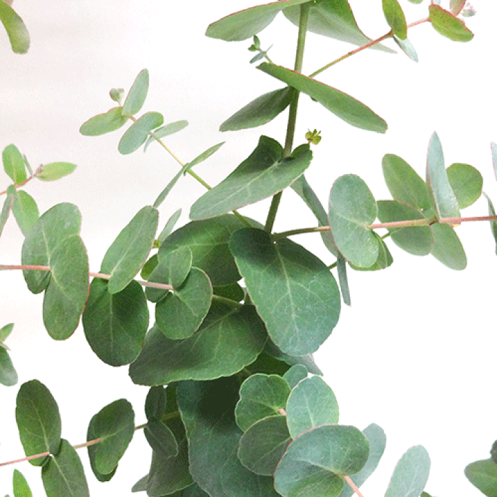 楽天市場 良品庭木 ユーカリ アップルボックス ブリジシアナeucalyptus Bridgesiana９ １０ ５ｃｍポット苗 ペットエコ ザガーデン楽天市場店