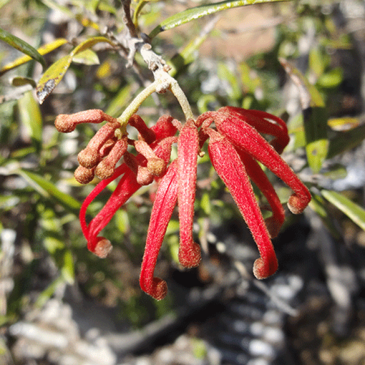 楽天市場】□良品庭木□ ネイティブ プランツ グレビレア ビッグレッド
