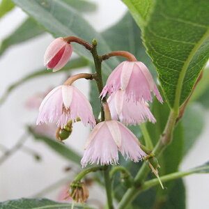 Ǖi؁lCeBuvcRpNg^CvIGGIJvX@eBLcX3D5|bgc