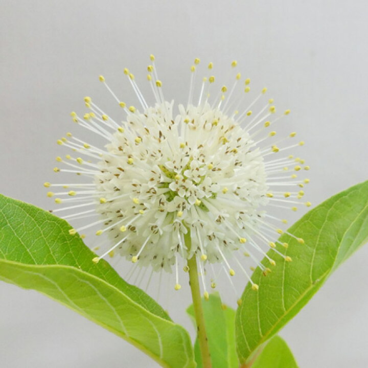 楽天市場 季節の花木 大輪セファランサス ムーンライトファンタジー 谷渡りの木 ３ ５号ポット植え ペットエコ ザガーデン楽天市場店