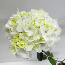 □良品庭木□超大輪・四季咲き性ビバーナム　ステリーレ3．5号ポット植え