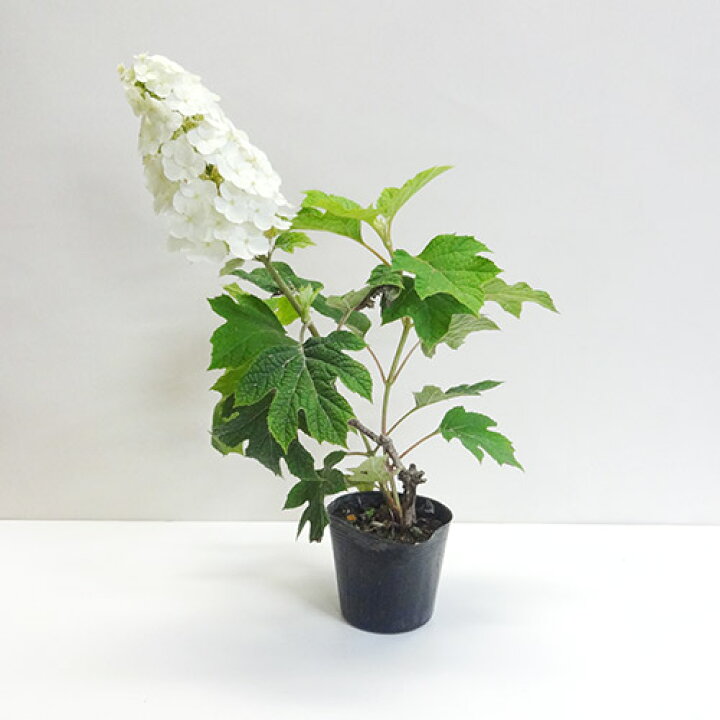 楽天市場 良品庭木 柏葉アジサイ 矮性品種カシワバアジサイ 一重咲き３ ５号ポット植え ペットエコ ザガーデン楽天市場店