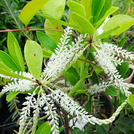 ■良品庭木■キリララセミフローラ（常緑）ナイアガラツリー3．5号ポット苗