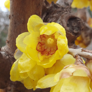 Ǖi؁EoC@3D5|bgciĉ߁AJԂ͗Nȍ~łj