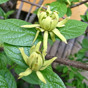 Ǖi؁ Ԗ jICEoC@Ael 3D5|bgA