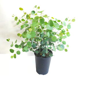 ユーカリ 植木の通販 価格比較 価格 Com