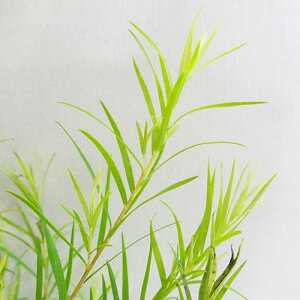 Ǖi؁ lCeBuvc EJ fBJeB[c[ 9cm|bgc