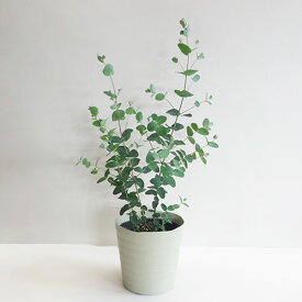 楽天市場 コニファー 苗 種類 植物 ユーカリ の通販