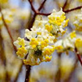 ■良品庭木■ミツマタ黄花3．5号ポット苗