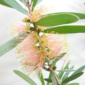 Ǖi؁lCeBu vc JXesNVp3D5|bgA