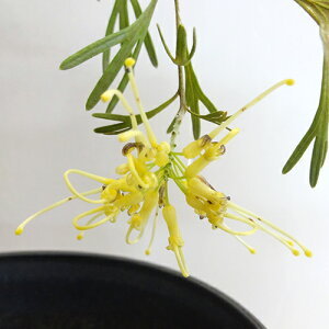 씼vc OrA Vv[iTv[j 6A