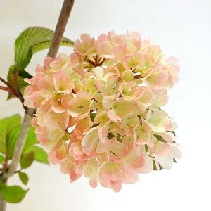 Ǖi؁ sNIIf} ro[i WF~j 10D5cm|bgc