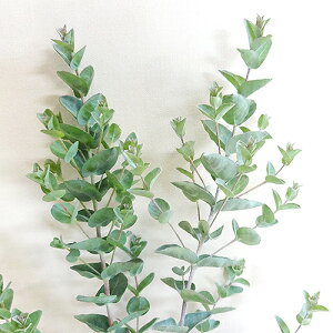 ユーカリ 苗 植木 盆栽の人気商品 通販 価格比較 価格 Com